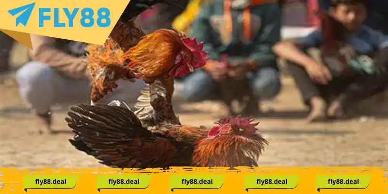 Kê chiến theo lối đá gà mã thương có đặc điểm gì? Kê chiến theo lối đá gà mã thương có đặc điểm gì?